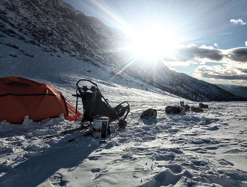 A tent pitched in a snowy field surrounded by a dog sled and the dogs.